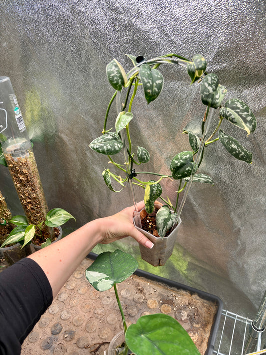 Scindapsus Mayari Albo - PLANTS WITH BENEFITS