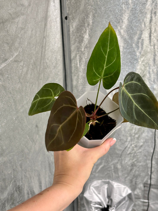 Anthurium Bigfoot - PLANTS WITH BENEFITS