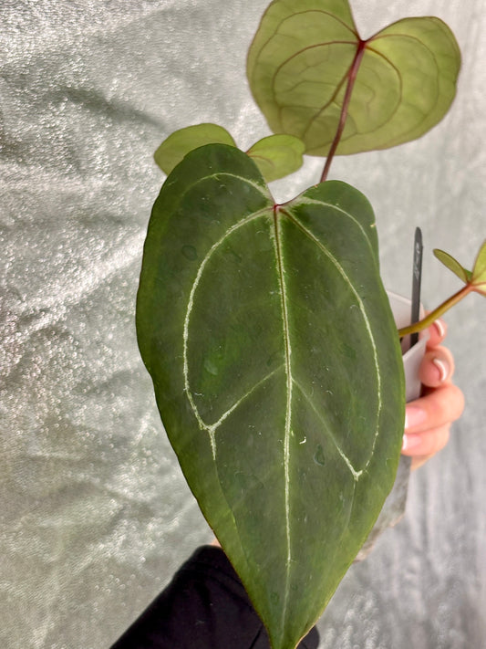 Anthurium 'HU' x Red Spider - PLANTS WITH BENEFITS