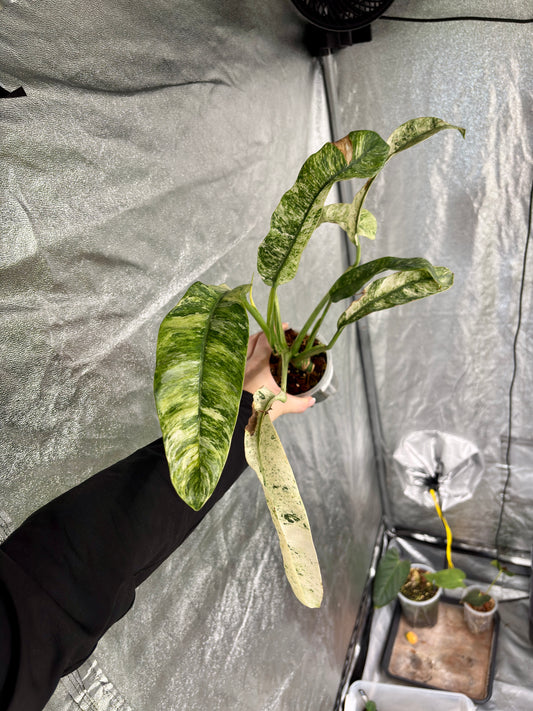 Epipremnum Giganteum Albo - PLANTS WITH BENEFITS