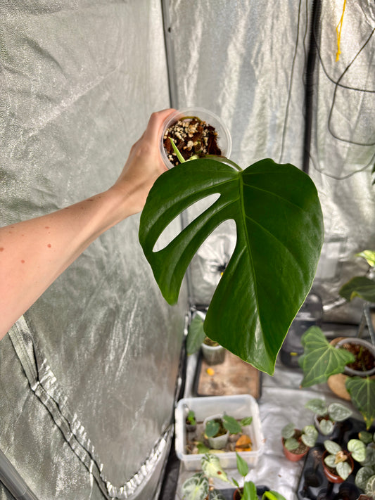 Monstera Sierrana - PLANTS WITH BENEFITS