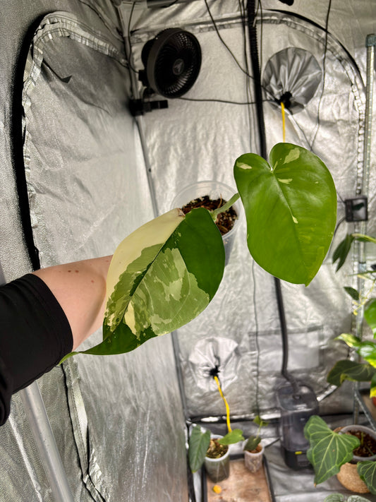 Syngonium Chiapense Albo - PLANTS WITH BENEFITS