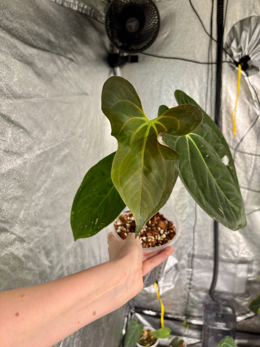 Anthurium Papillilaminum 'AA2' x Dark Phoenix - PLANTS WITH BENEFITS