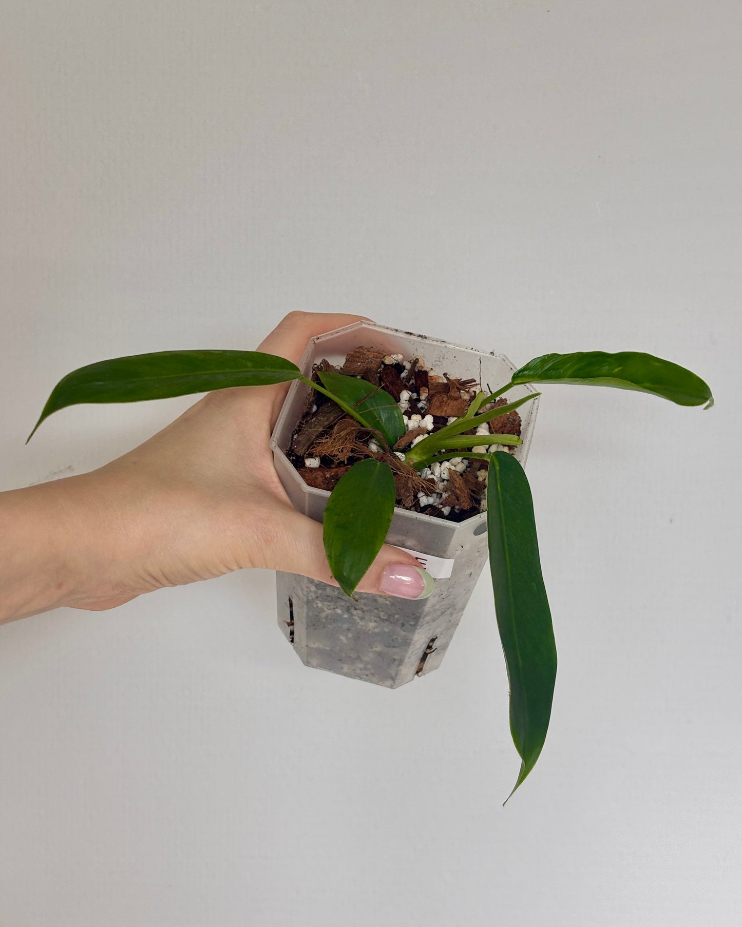 Philodendron Patriciae - PLANTS WITH BENEFITS
