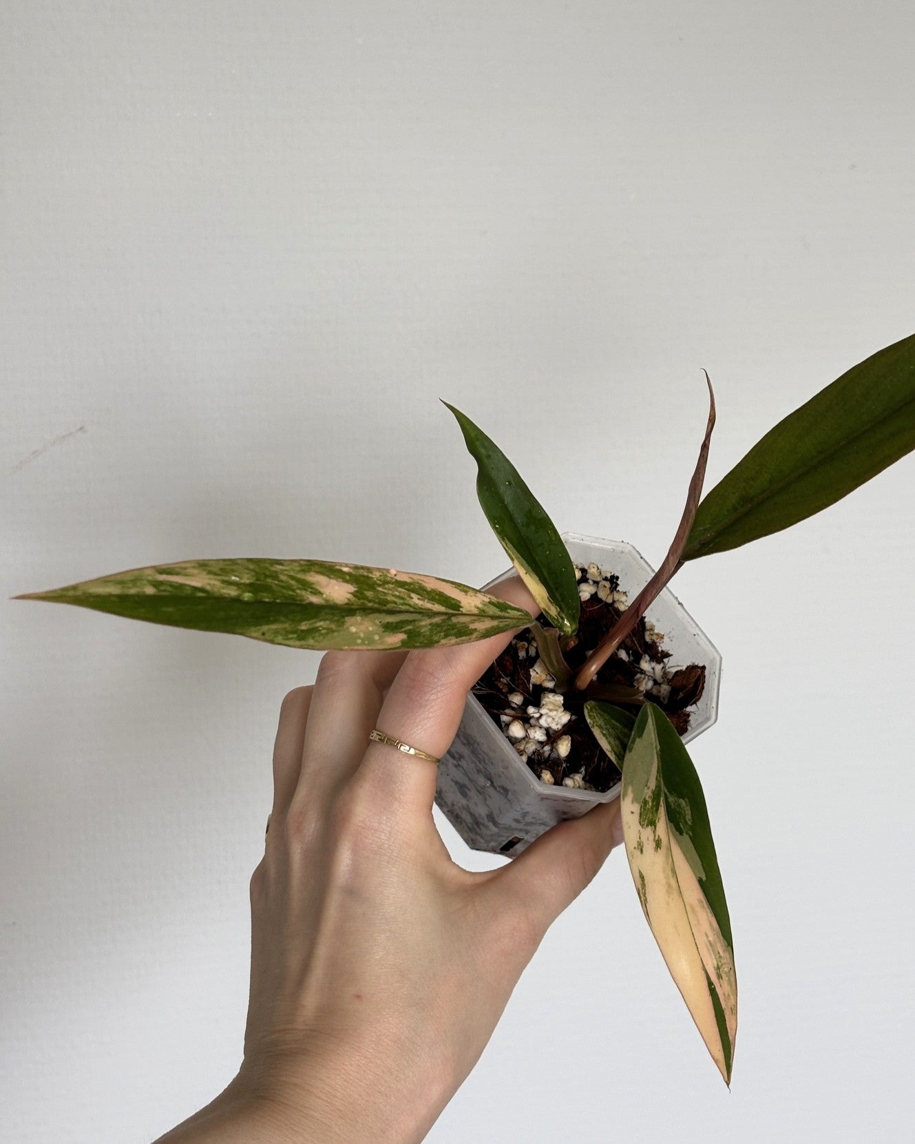 Philodendron Caramel Marble - PLANTS WITH BENEFITS