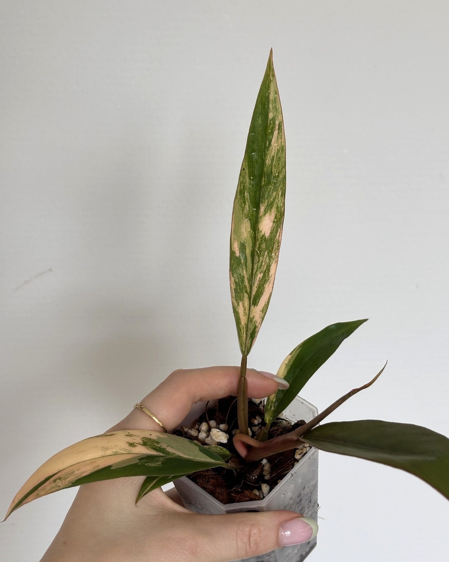 Philodendron Caramel Marble - PLANTS WITH BENEFITS
