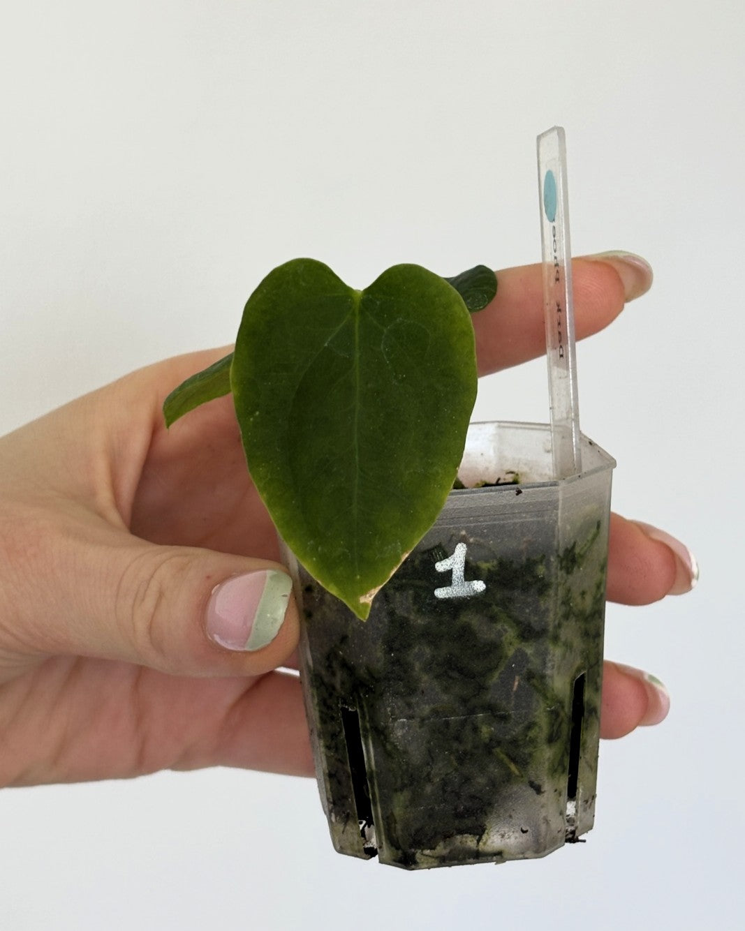 Anthurium Dark Phoenix - PLANTS WITH BENEFITS