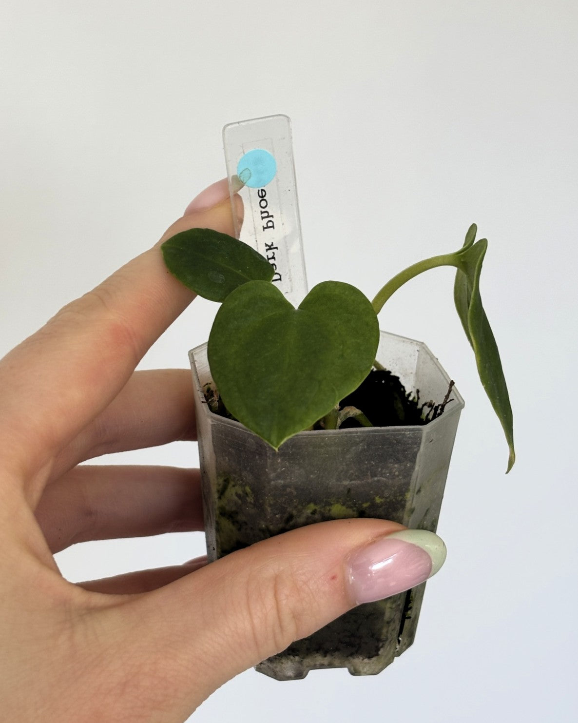 Anthurium Dark Phoenix - PLANTS WITH BENEFITS