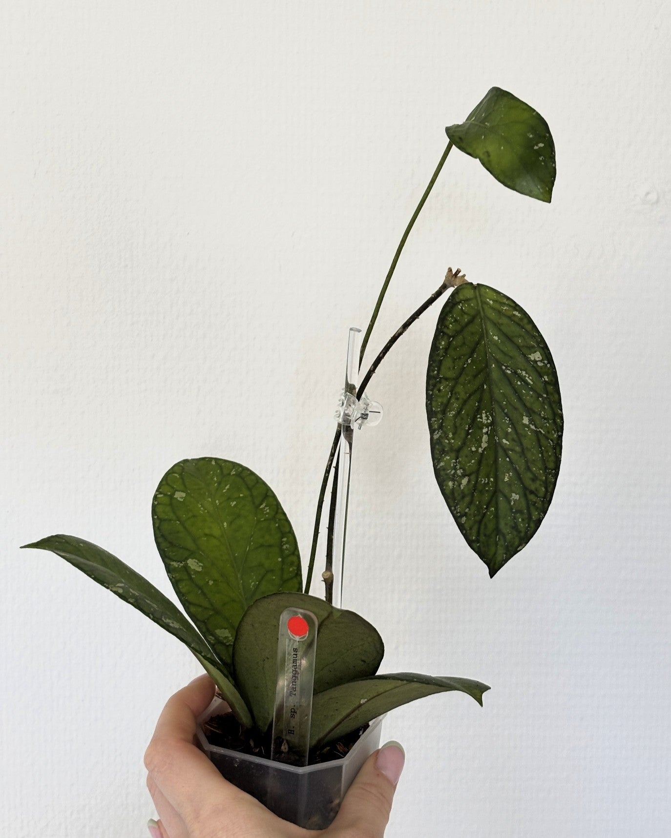 Hoya sp. Tanggamus - PLANTS WITH BENEFITS