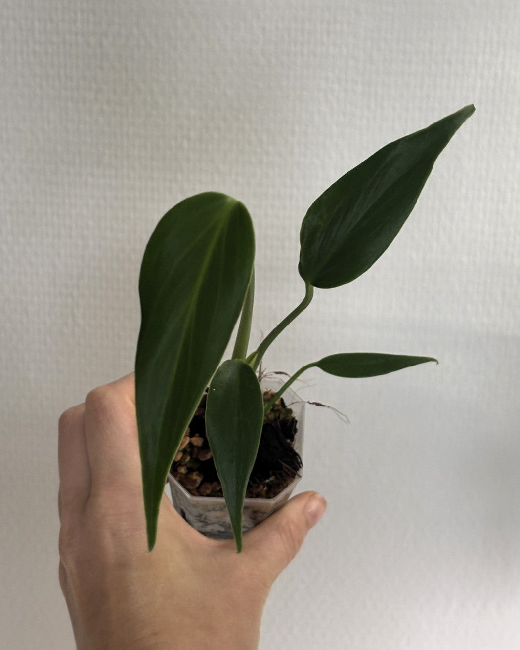 Monstera Burle Marx Flame - PLANTS WITH BENEFITS