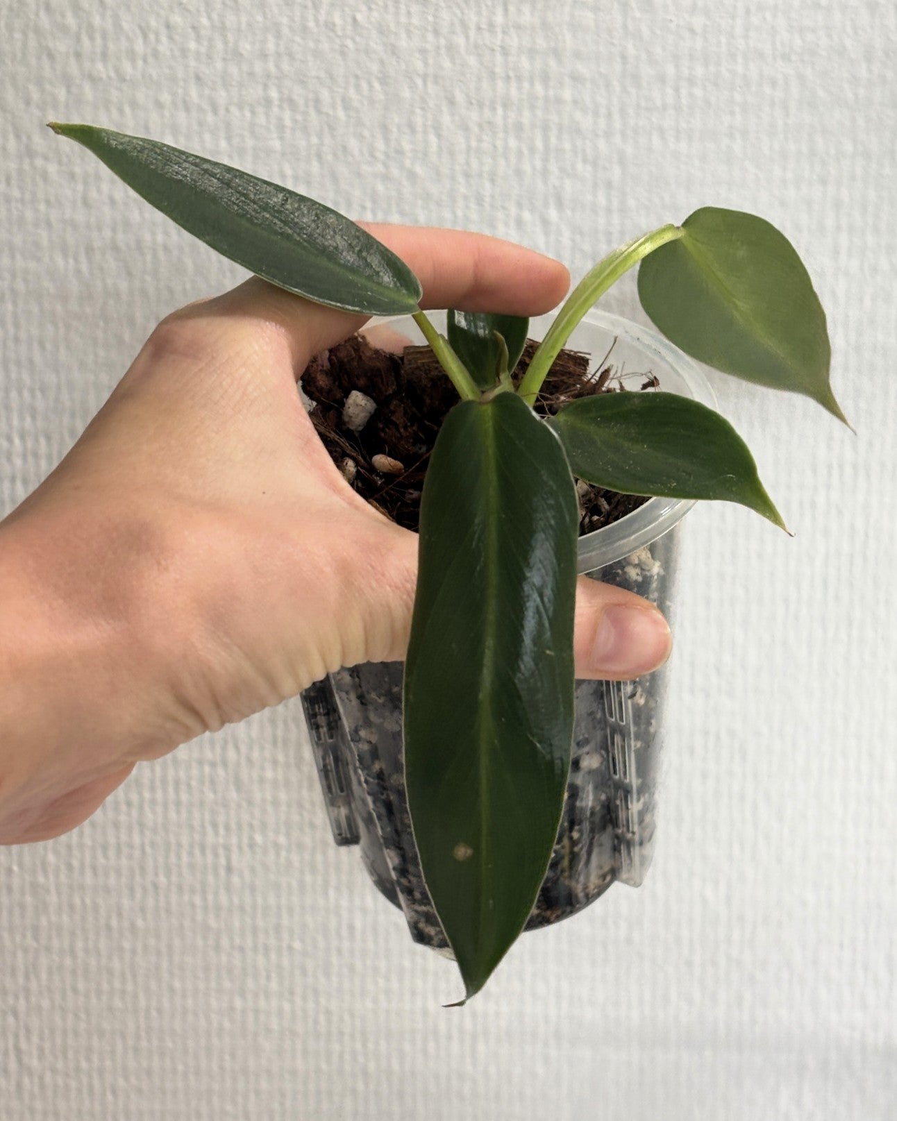 Philodendron Spiritus Sancti - PLANTS WITH BENEFITS