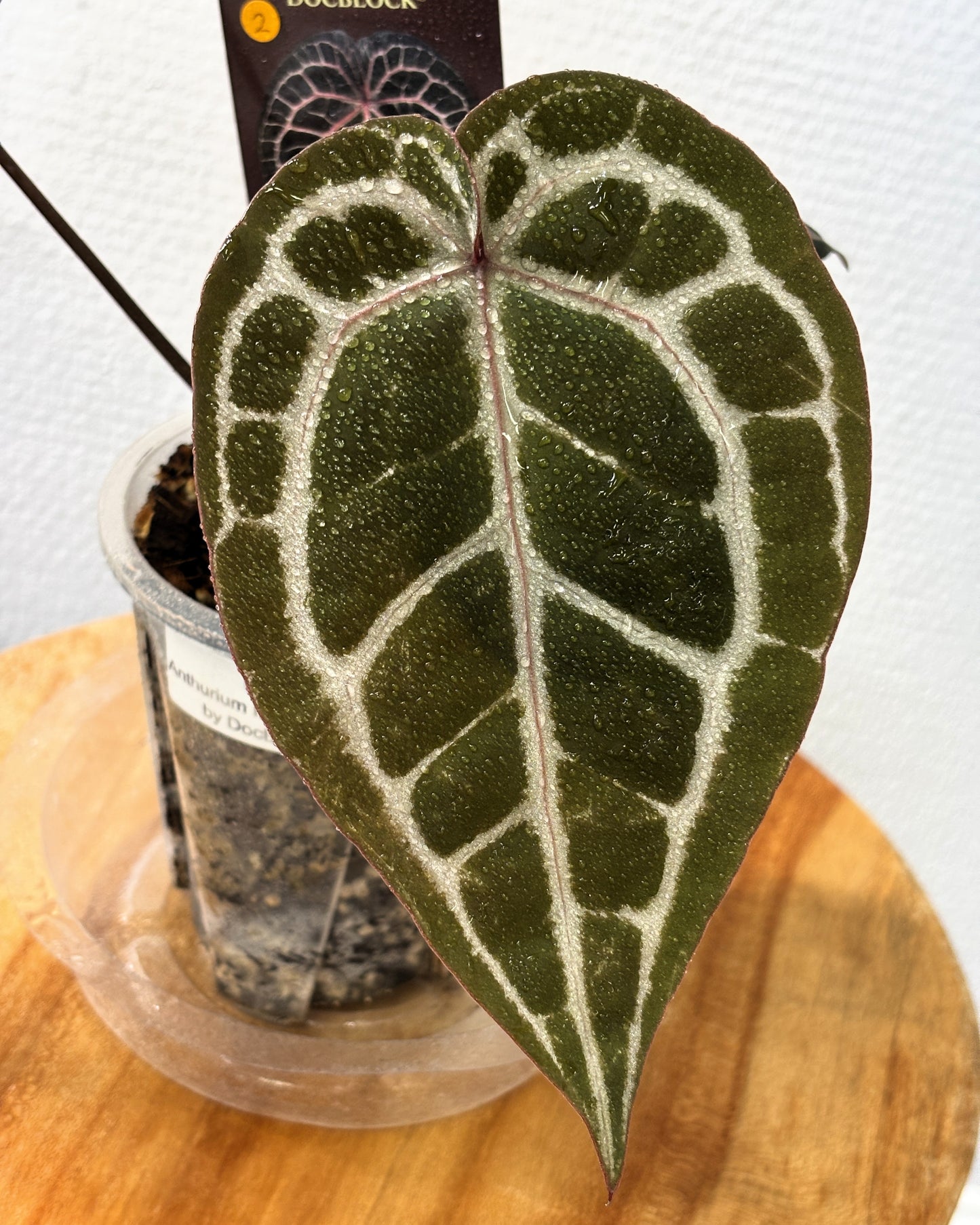 Anthurium Michelle by DocBlock - PLANTS WITH BENEFITS