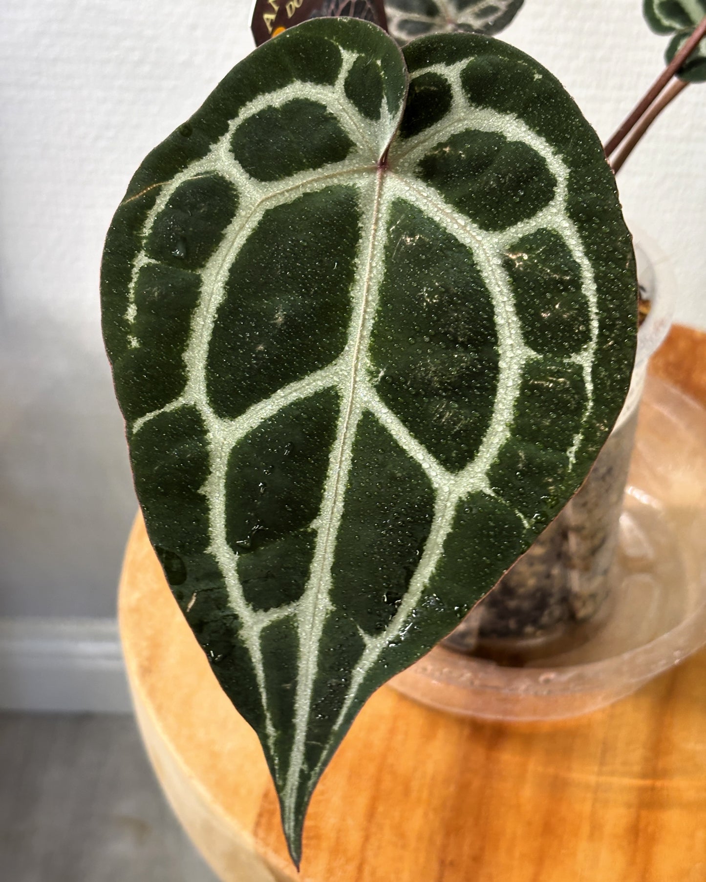 Anthurium Michelle by DocBlock - PLANTS WITH BENEFITS