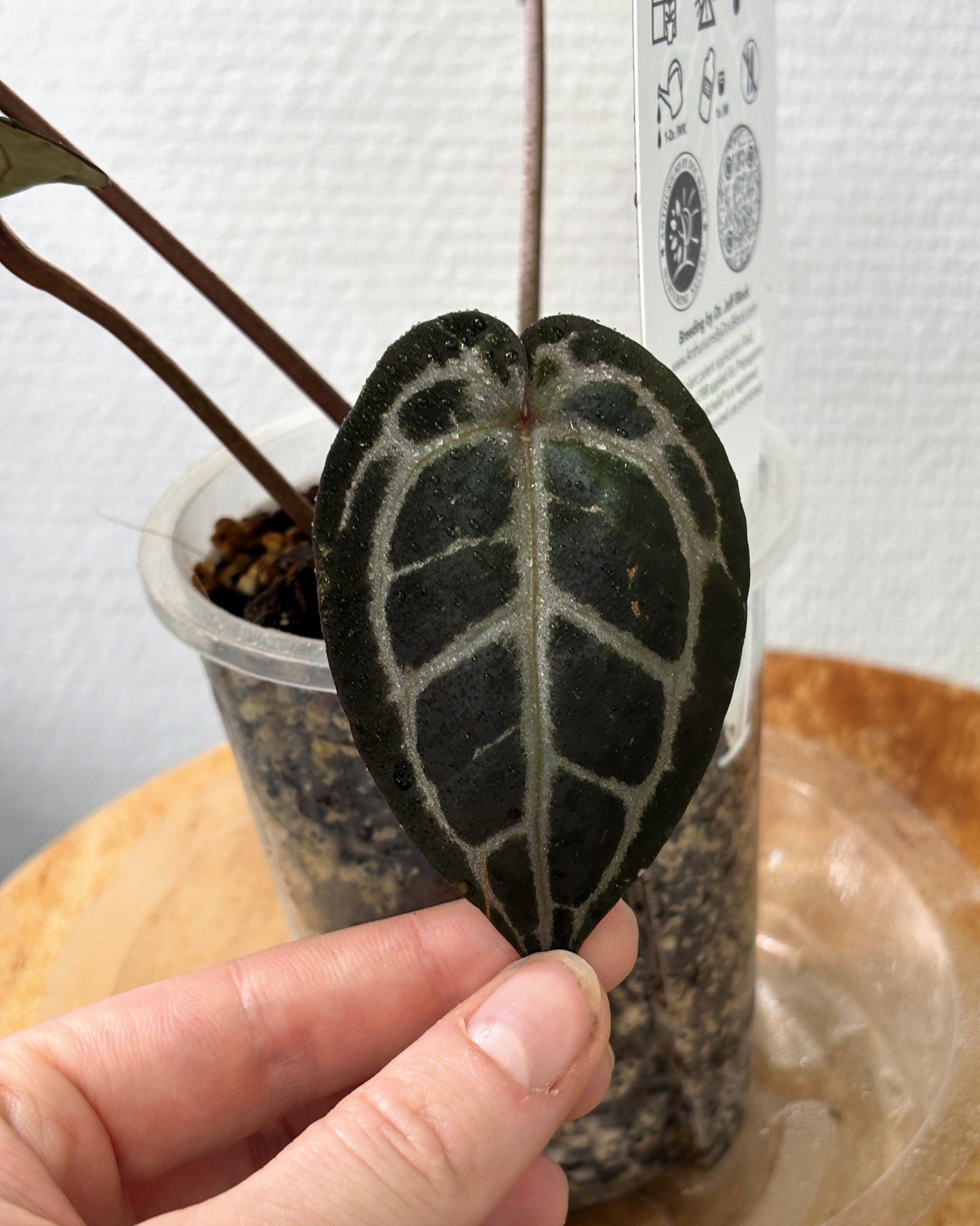 Anthurium Michelle by DocBlock - PLANTS WITH BENEFITS