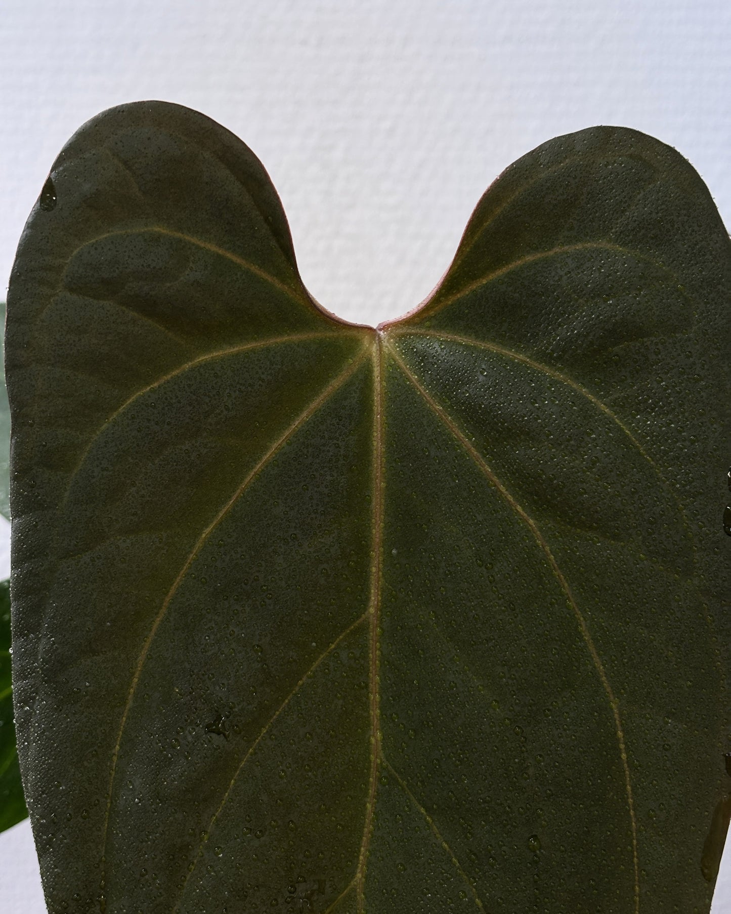 Anthurium Indo Portillae Dark Form x HU King of Spades - PLANTS WITH BENEFITS