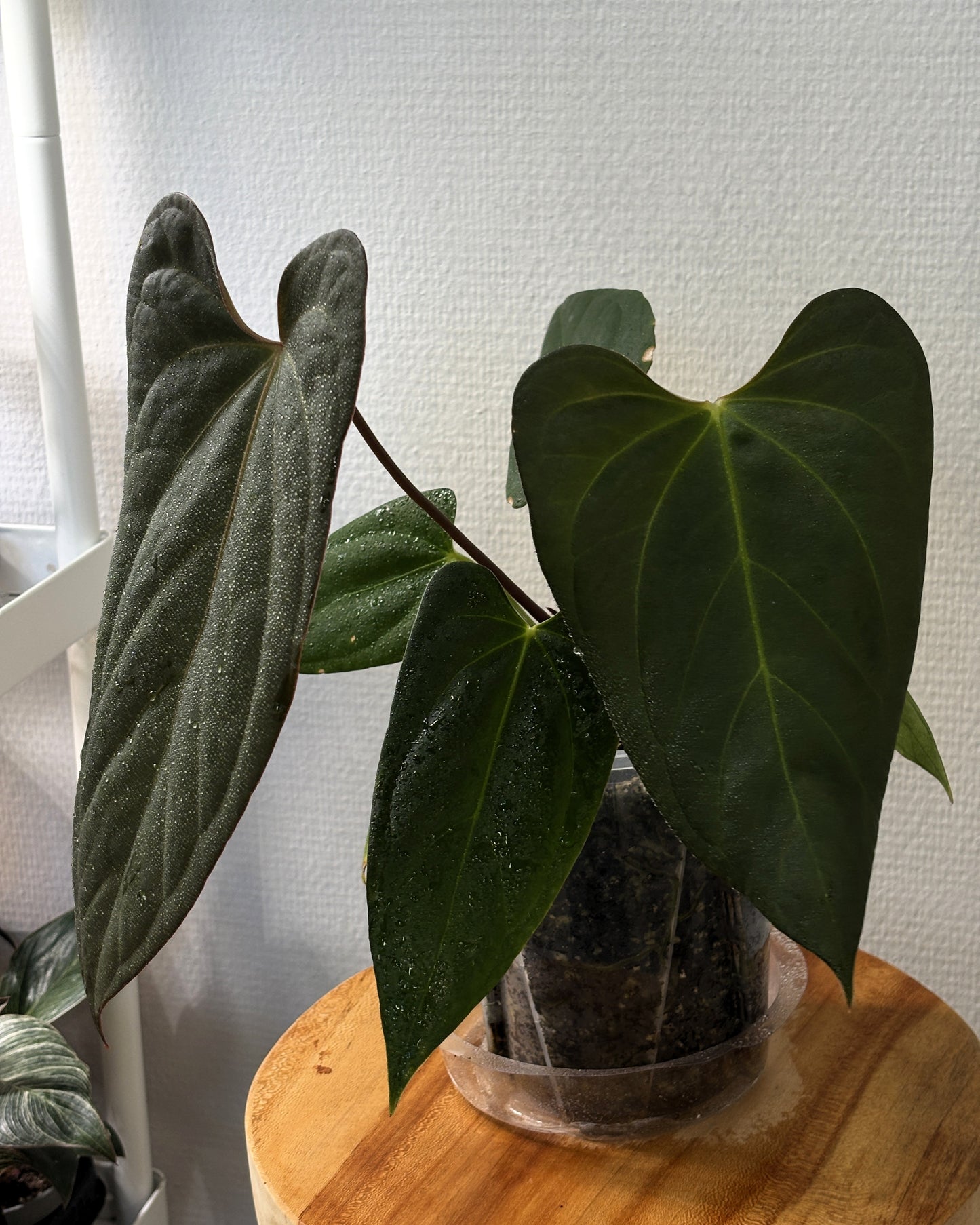 Anthurium Indo Portillae Dark Form x HU King of Spades - PLANTS WITH BENEFITS