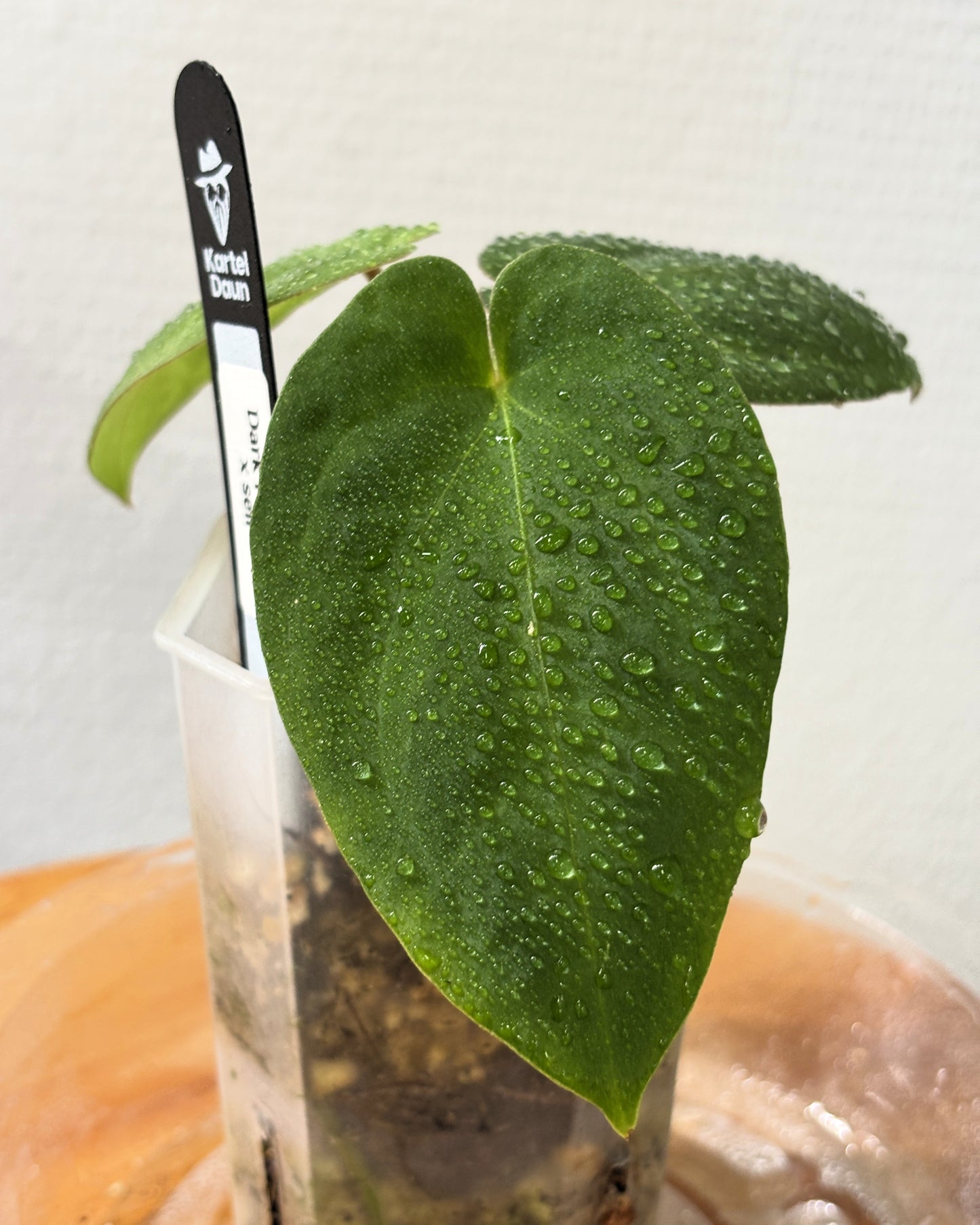 Anthurium Dark Phoenix - PLANTS WITH BENEFITS