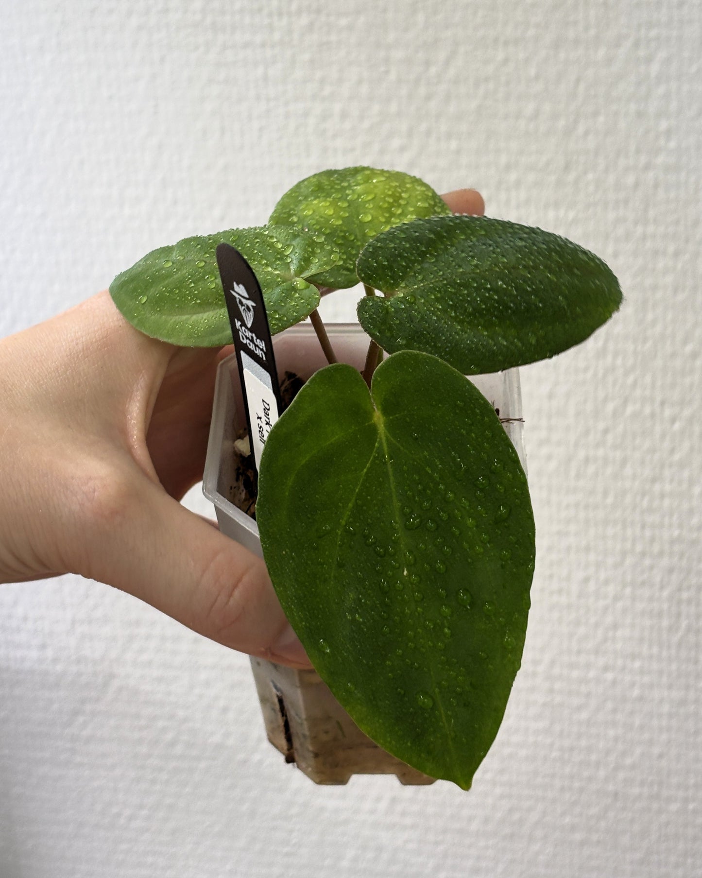 Anthurium Dark Phoenix - PLANTS WITH BENEFITS