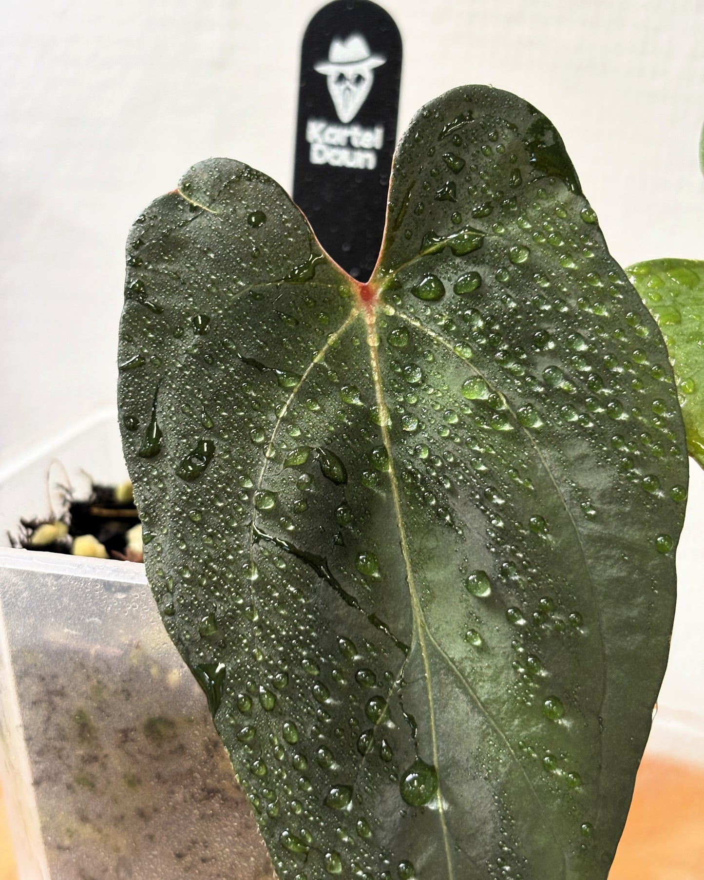 Anthurium 'Barong' Goliath x Red spider - PLANTS WITH BENEFITS