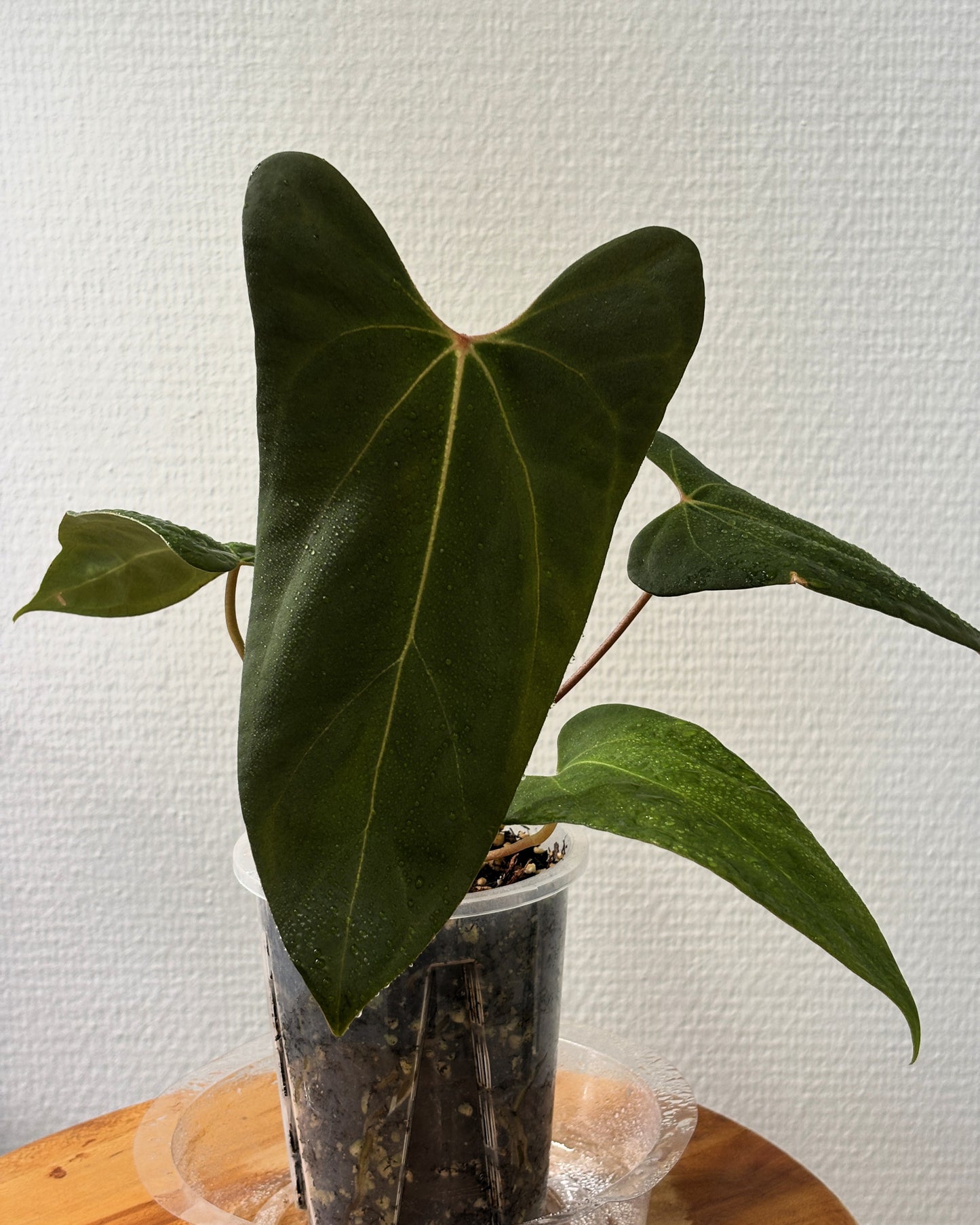 Anthurium 'Barong' Goliath x Red spider - PLANTS WITH BENEFITS