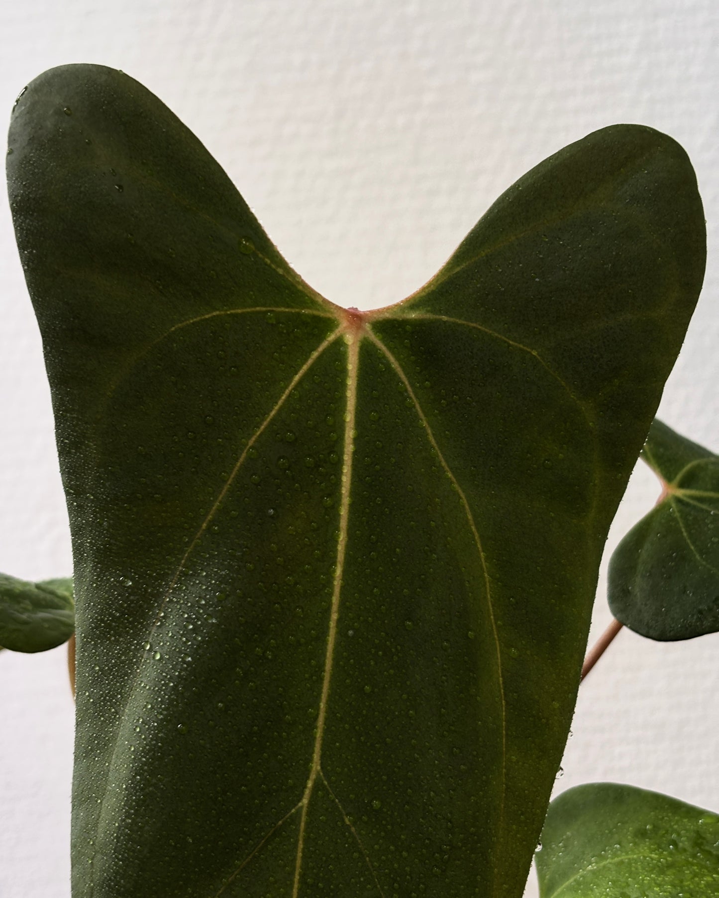 Anthurium 'Barong' Goliath x Red spider - PLANTS WITH BENEFITS