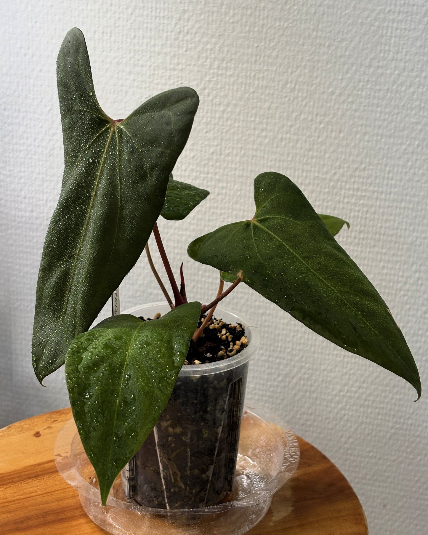 Anthurium 'Barong' Goliath x Red spider - PLANTS WITH BENEFITS
