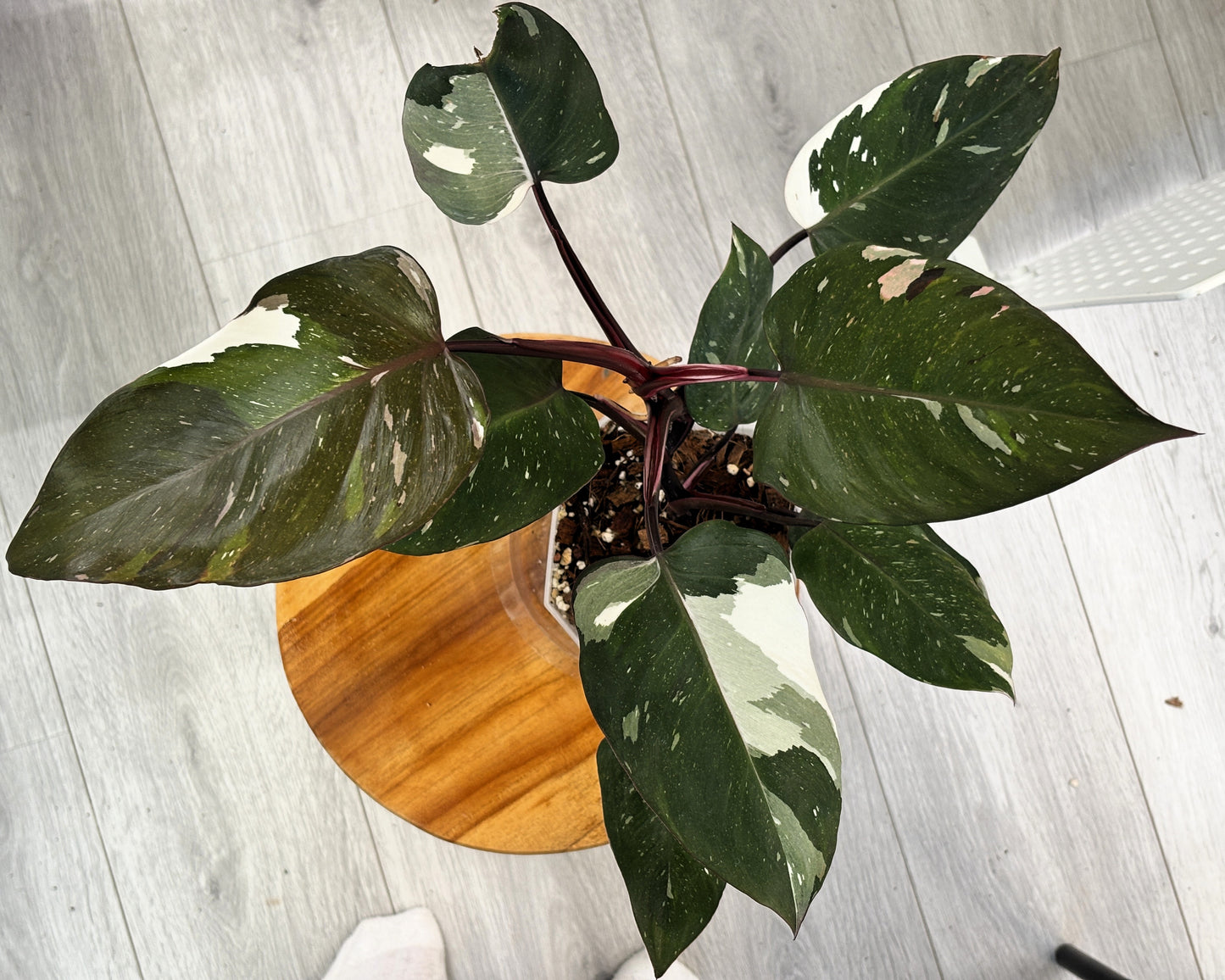 Philodendron Red Anderson - PLANTS WITH BENEFITS