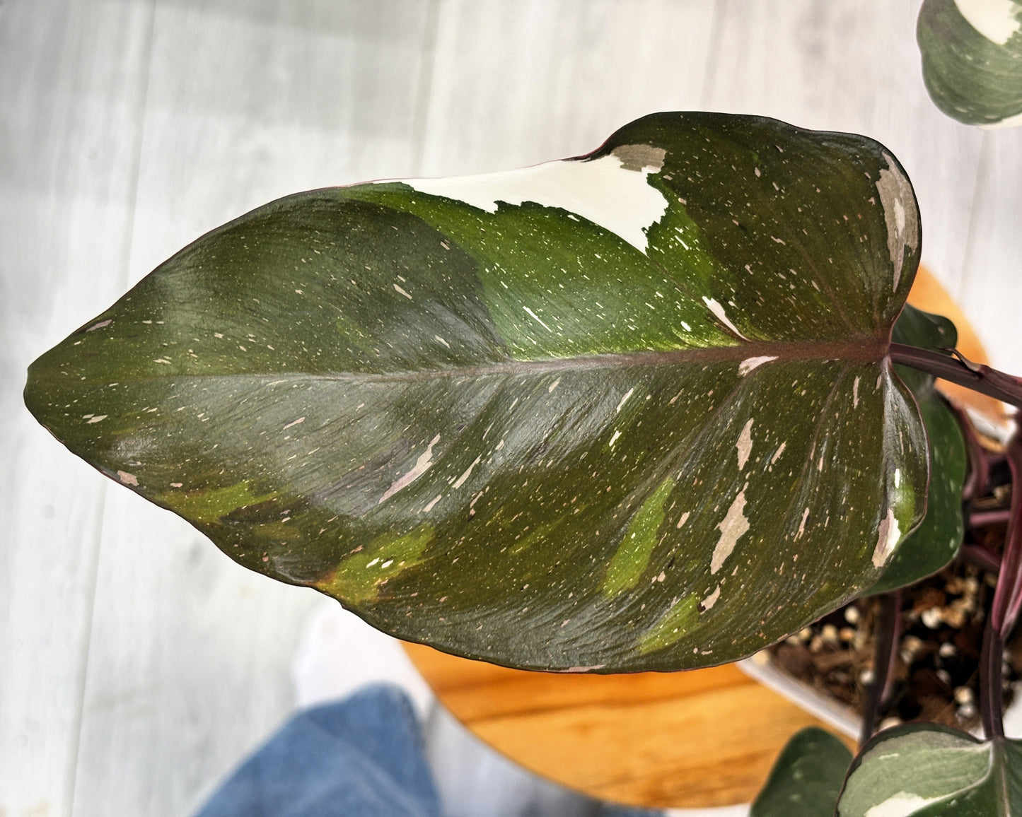 Philodendron Red Anderson - PLANTS WITH BENEFITS