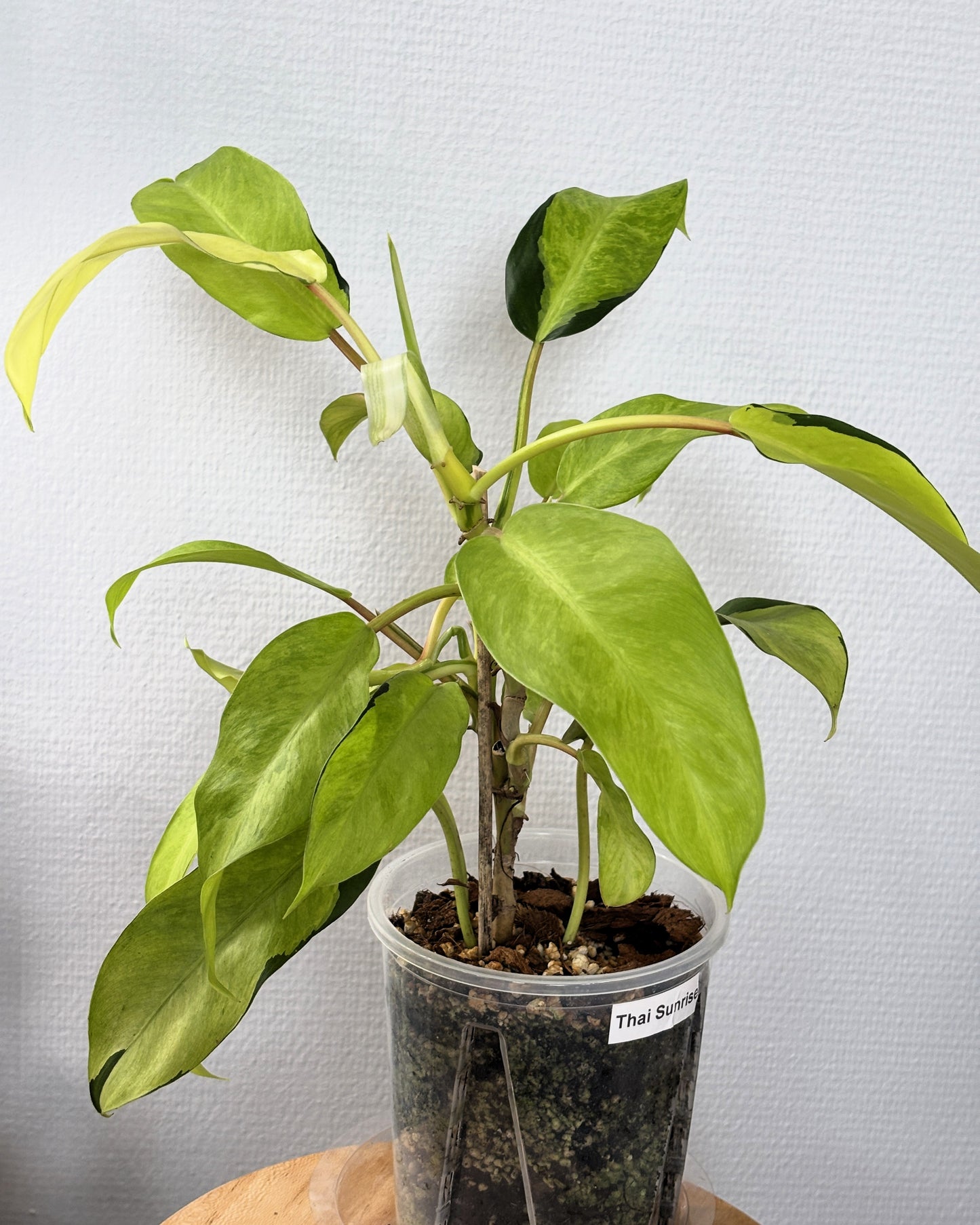 Philodendron Thai Sunrise - PLANTS WITH BENEFITS