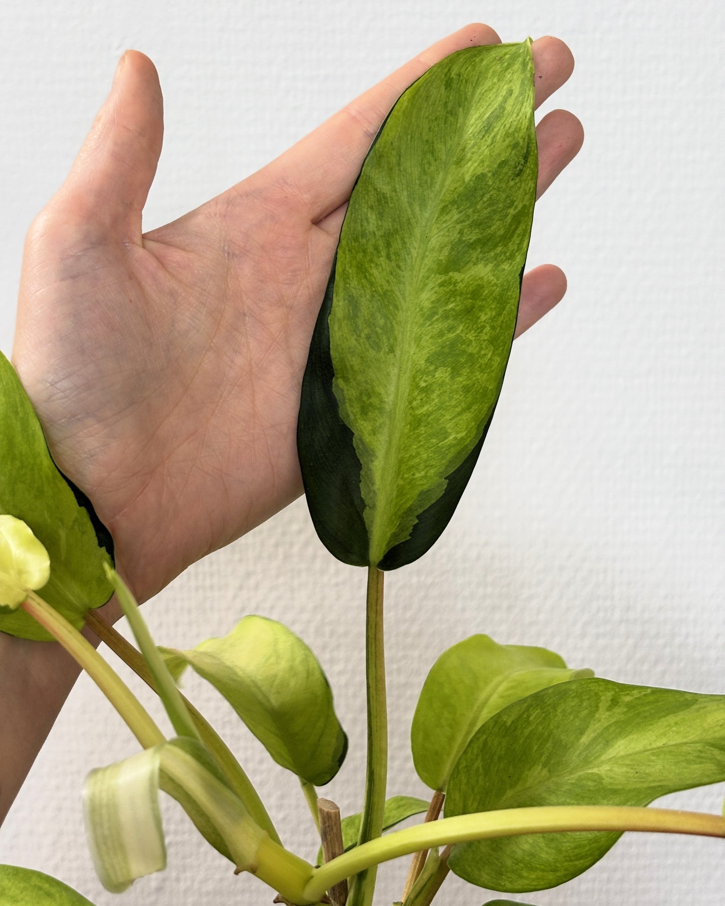 Philodendron Thai Sunrise - PLANTS WITH BENEFITS