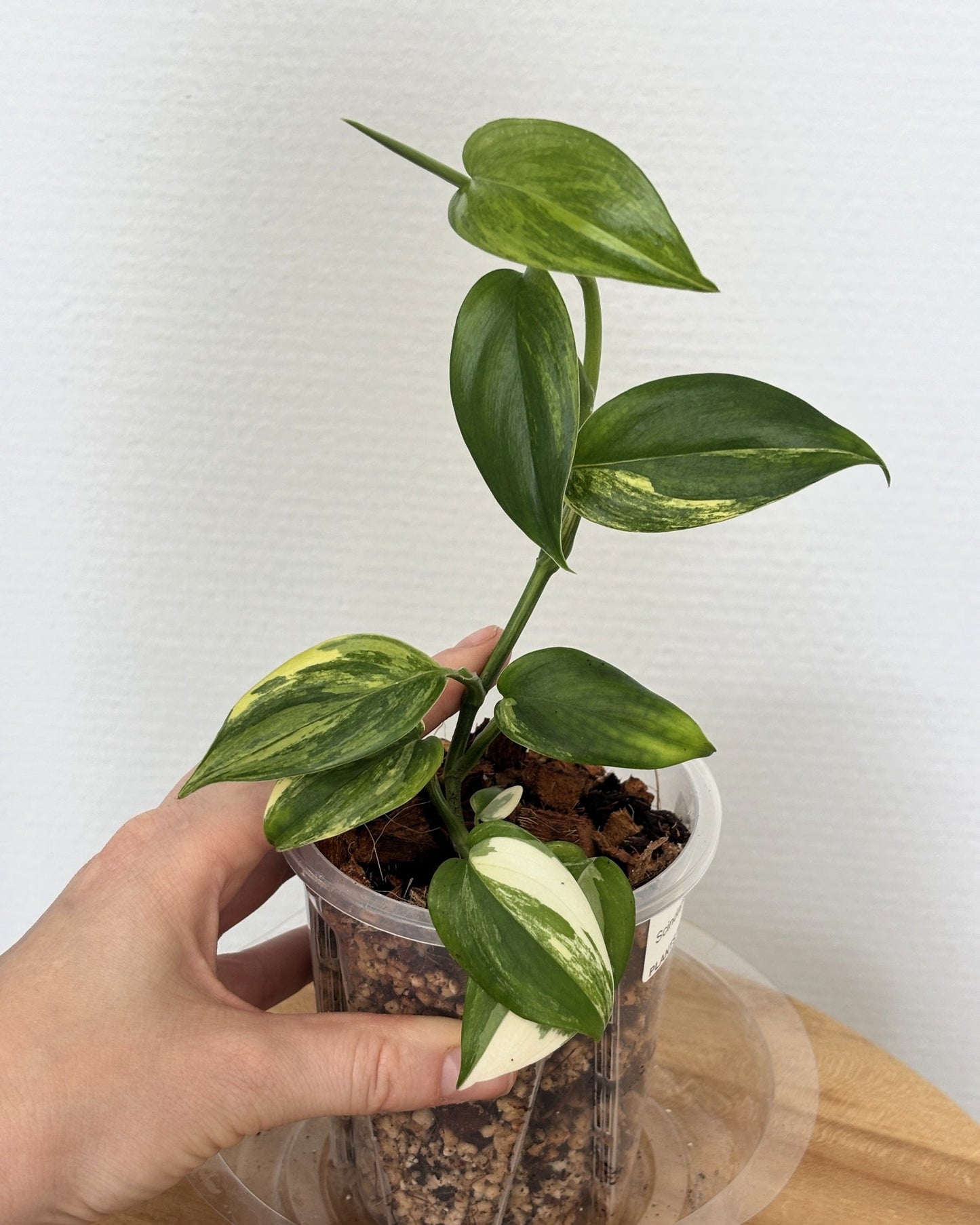 Scindapsus Blue Albo - PLANTS WITH BENEFITS