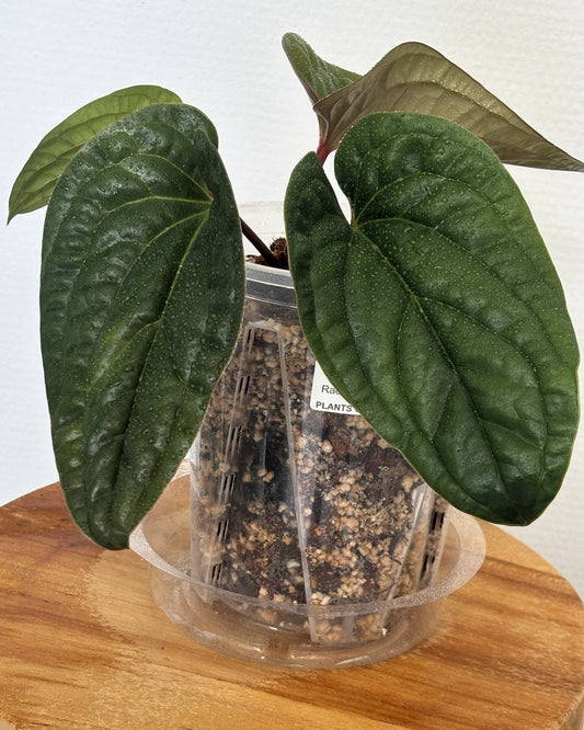 Anthurium Radicans x Luxurians - PLANTS WITH BENEFITS