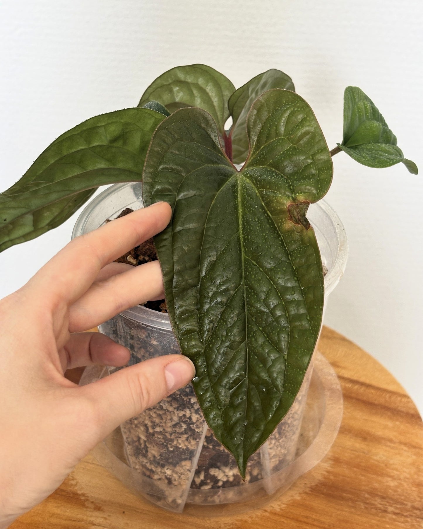 Anthurium Radicans x Luxurians - PLANTS WITH BENEFITS