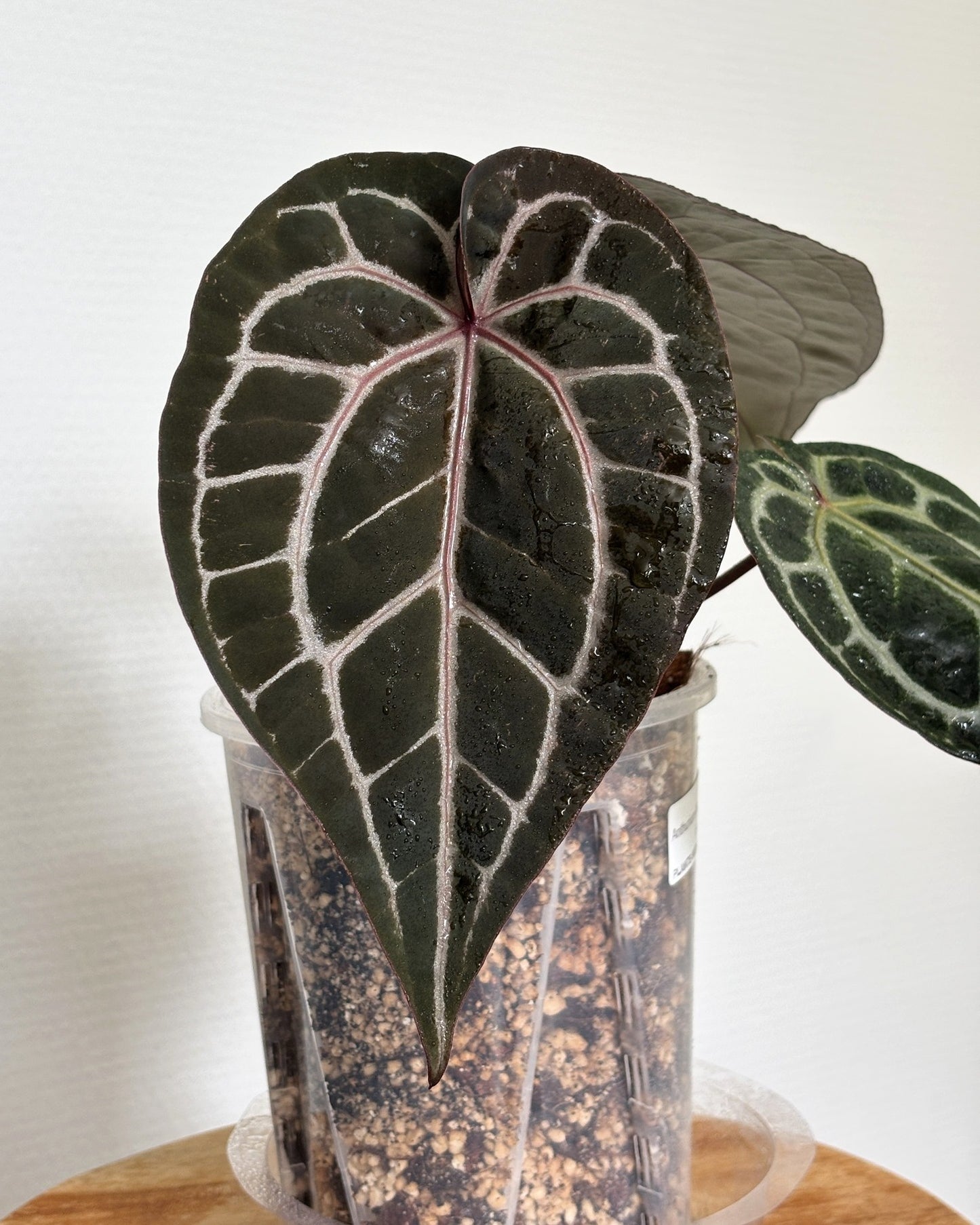 Anthurium Michelle by DocBlock - PLANTS WITH BENEFITS