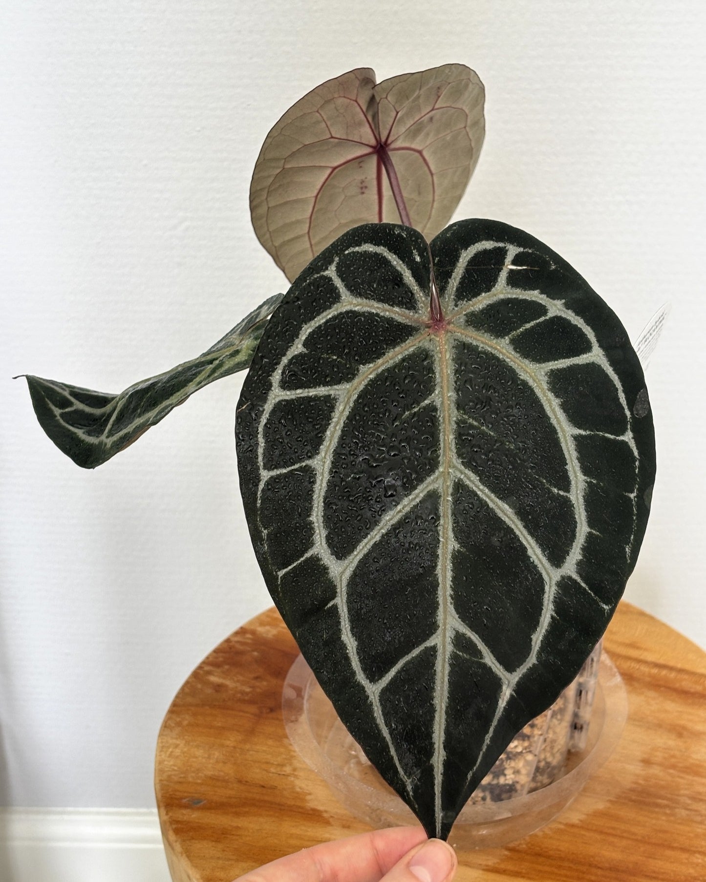 Anthurium Michelle by DocBlock - PLANTS WITH BENEFITS