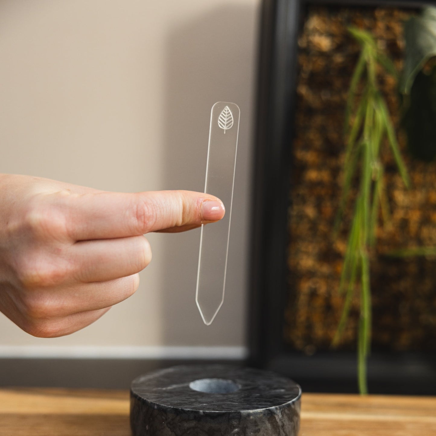 Starters box - PLANTS WITH BENEFITS