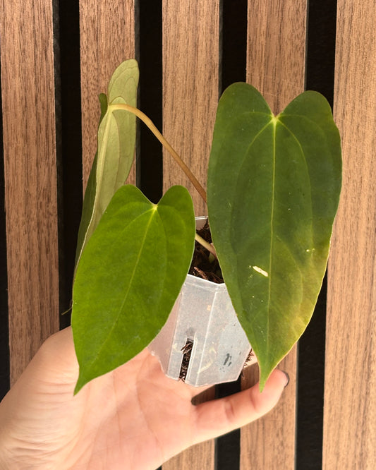 Anthurium Fort Sherman x (AOS x BVEP)