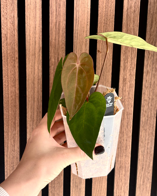Anthurium Bigfoot x AOS DF