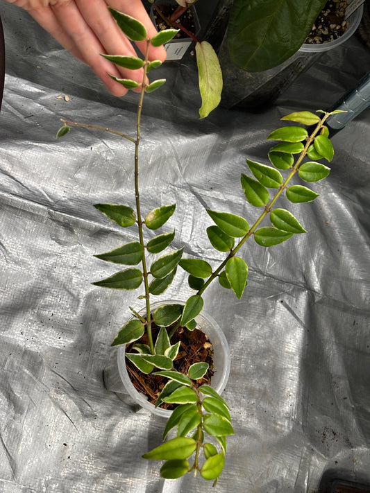 Hoya Bella 'Anneke Buis' - PLANTS WITH BENEFITS