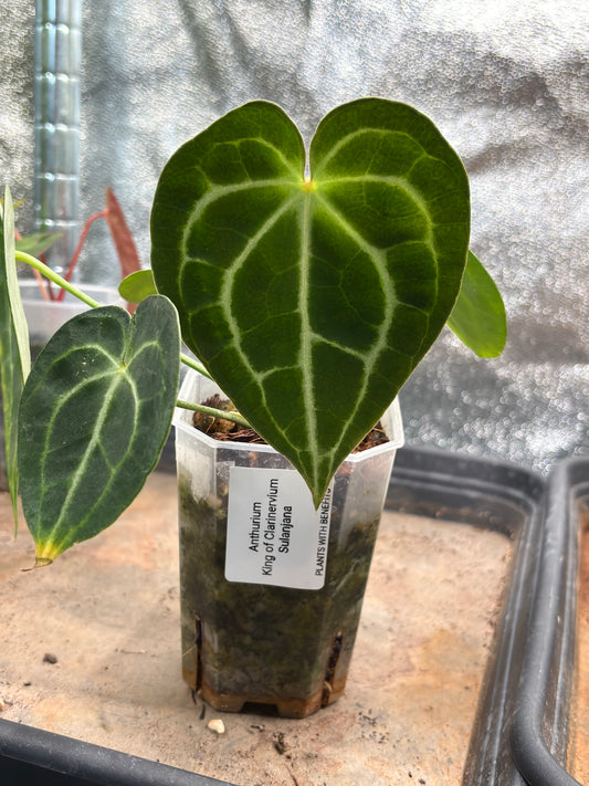Anthurium King of Clarinervium 'Sulanjana' - PLANTS WITH BENEFITS