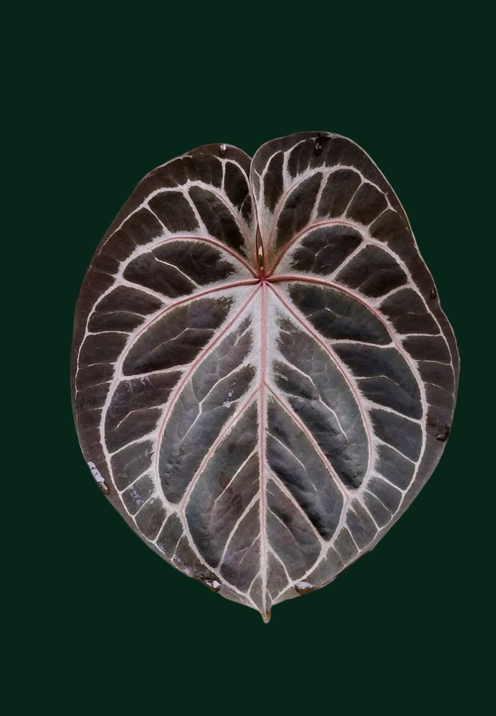 HU King Of Spades x Red Crystallinum