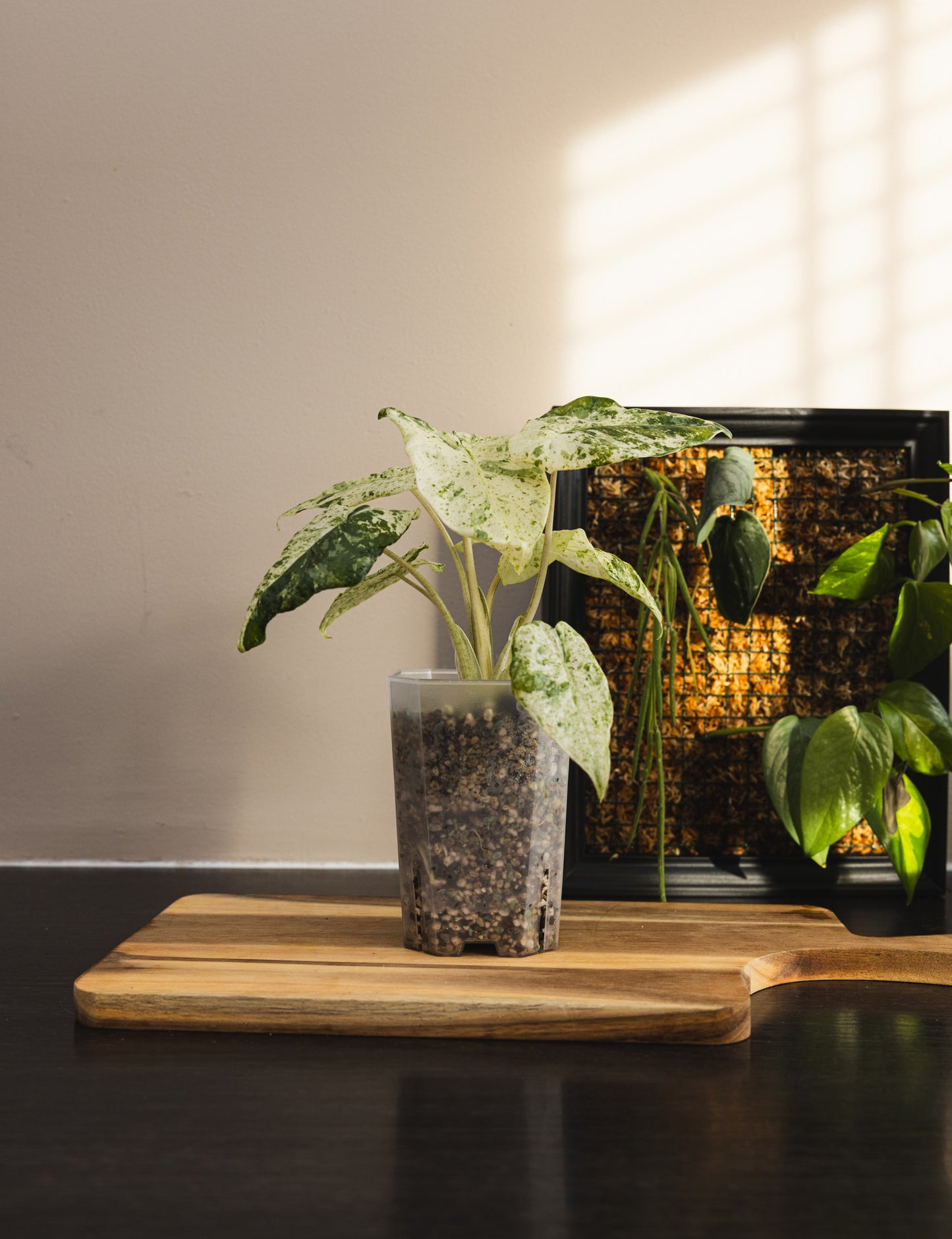 Front side with plant 9cm aroid square tower pot