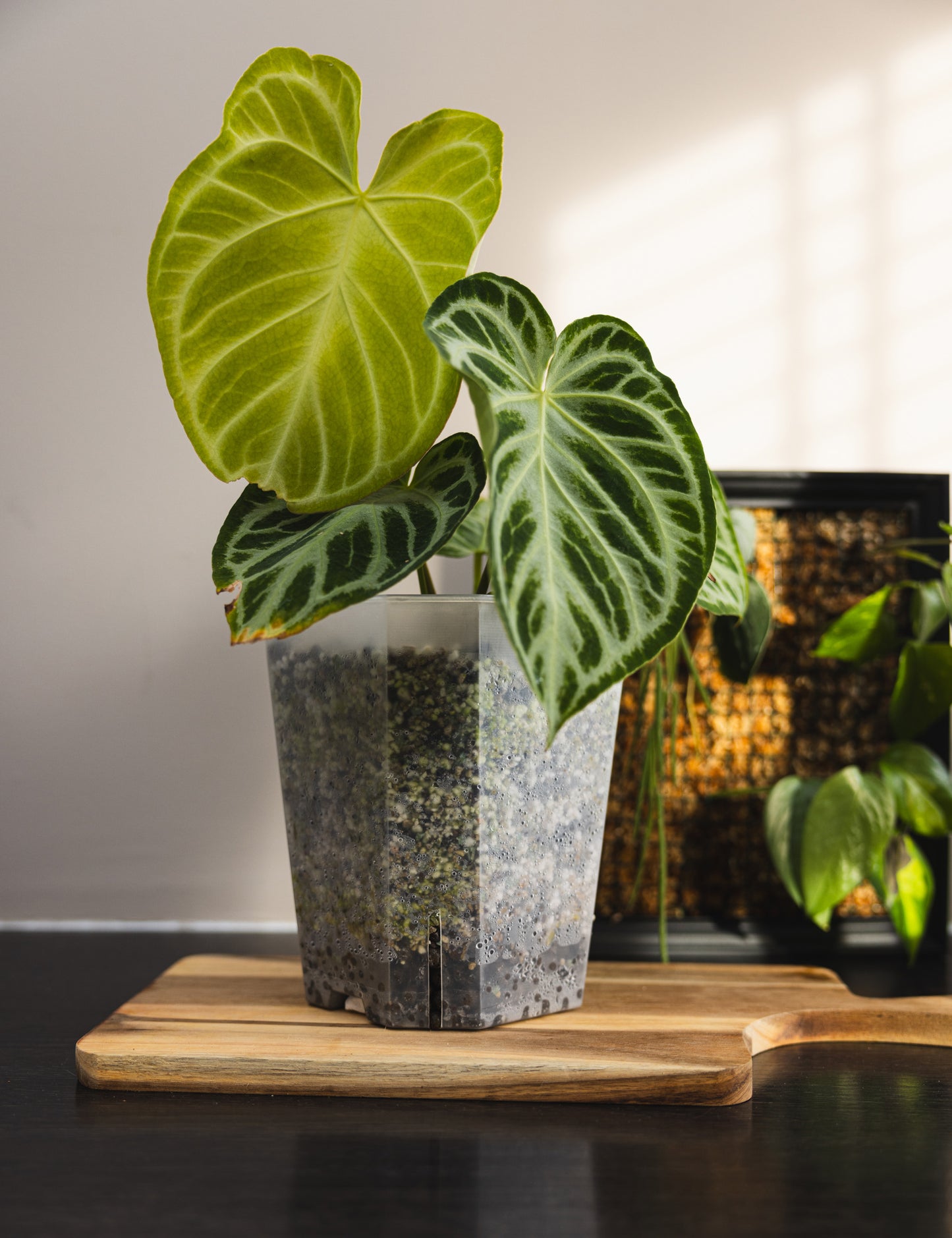 Front side with plant 15cm aroid square tower pot