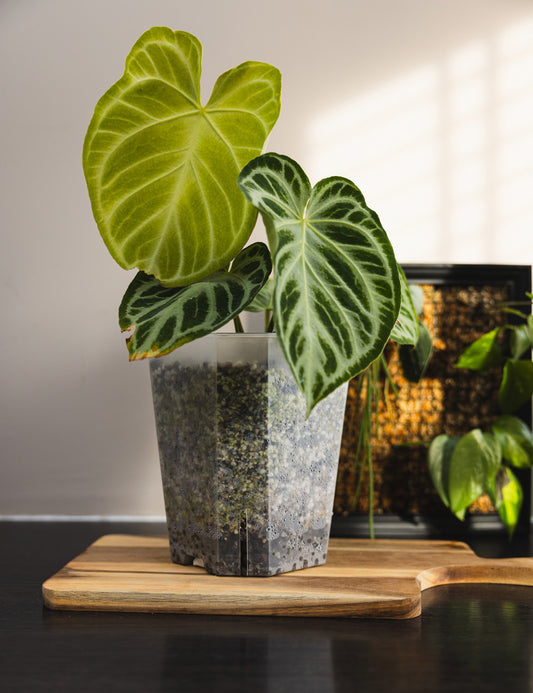 Front side with plant 15cm aroid square tower pot