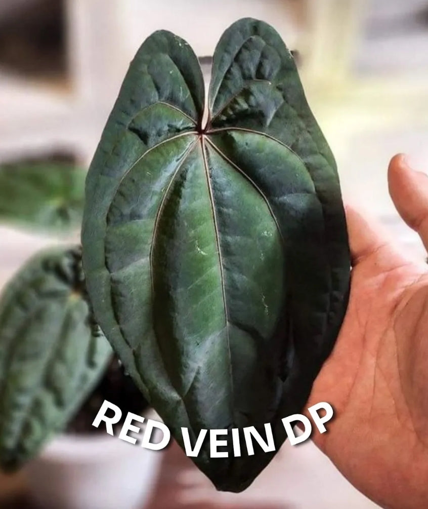 Anthurium Blue Papillilaminum x Red Vein Dark Phoenix (RVDP) - PLANTS WITH BENEFITS