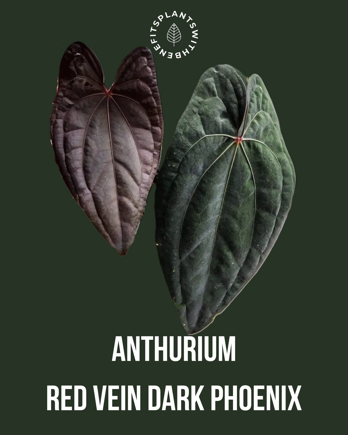 Anthurium Moodeanum x RVDP coming soon - PLANTS WITH BENEFITS
