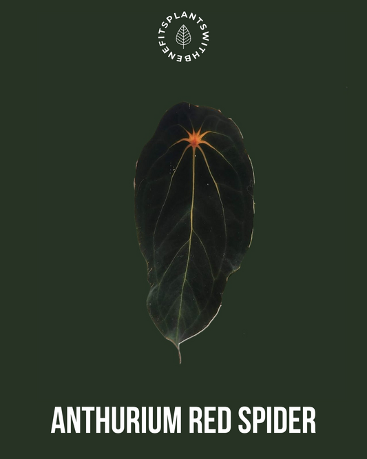 Anthurium Fort Sherman x Red Spider coming soon - PLANTS WITH BENEFITS