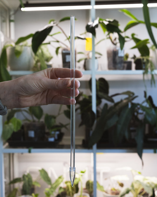 Clear acrylic plant stake, 30cm tall 6mm thick