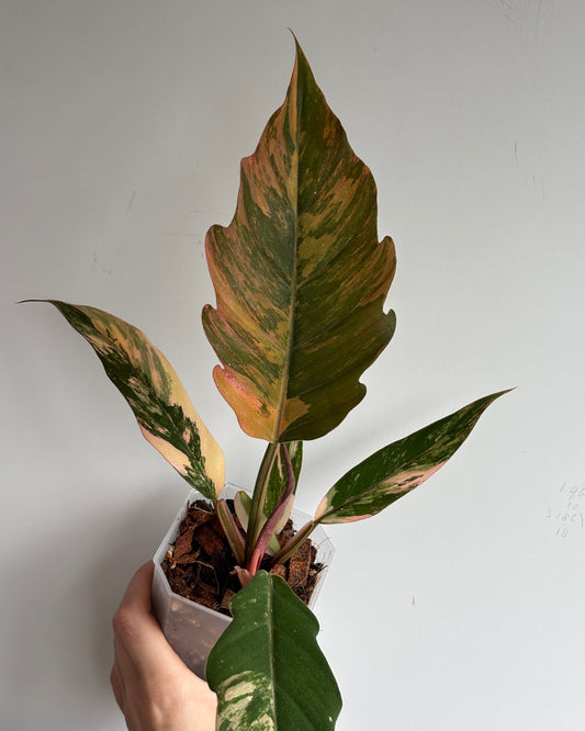 Philodendron Caramel Marble - PLANTS WITH BENEFITS