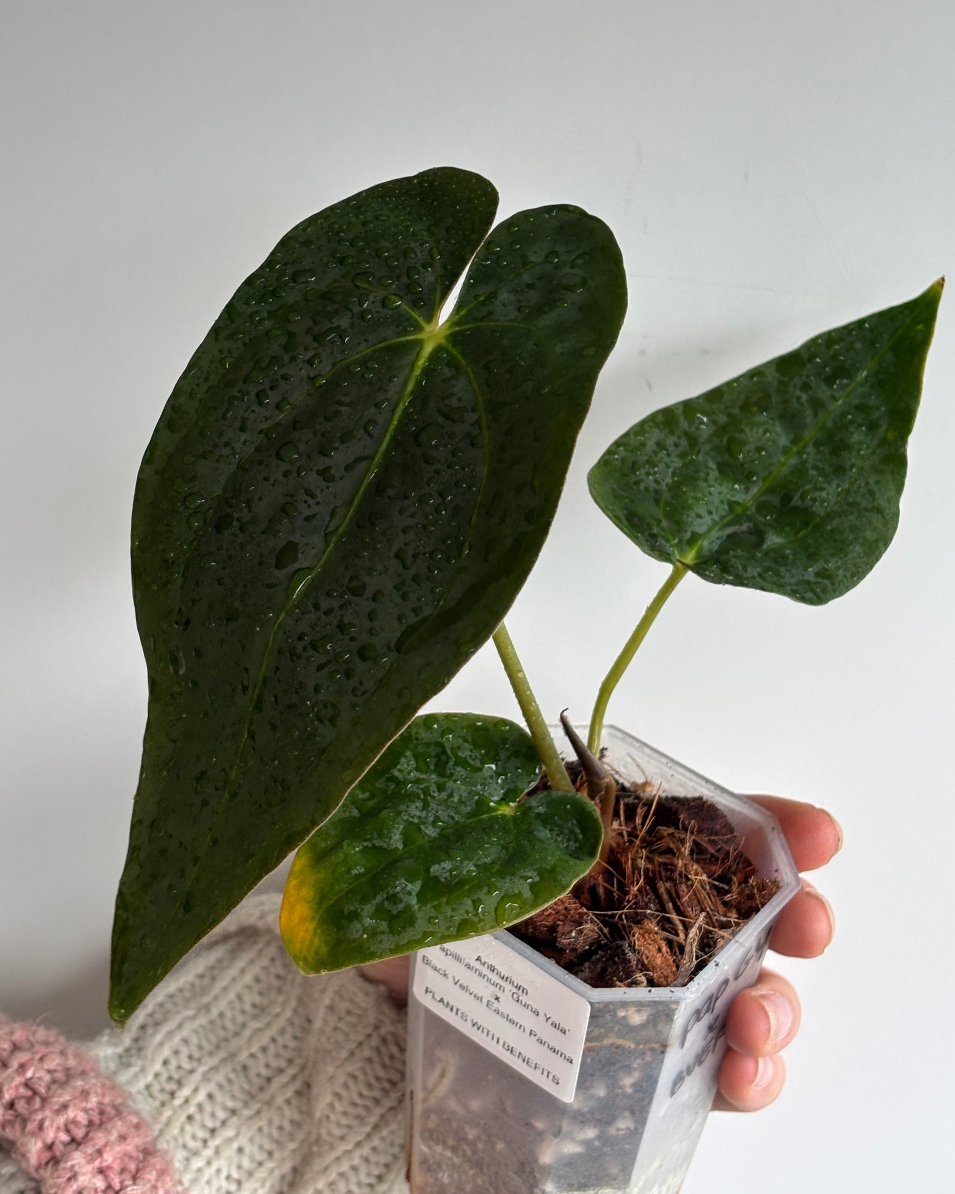 Anthurium 'Guna Yala' x BVEP - PLANTS WITH BENEFITS